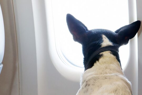 Swiss Air Lines Pet Policy